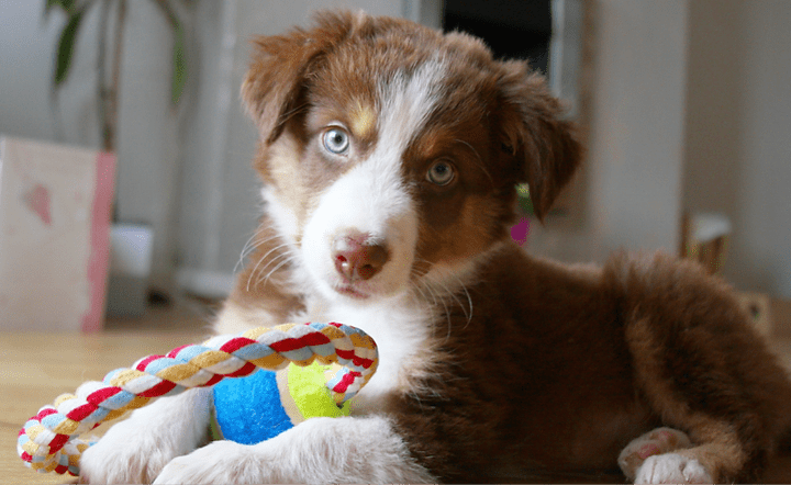 Thinking of getting a puppy? Here are some things to consider! - Wiggles & Whiskers Pet Supplies