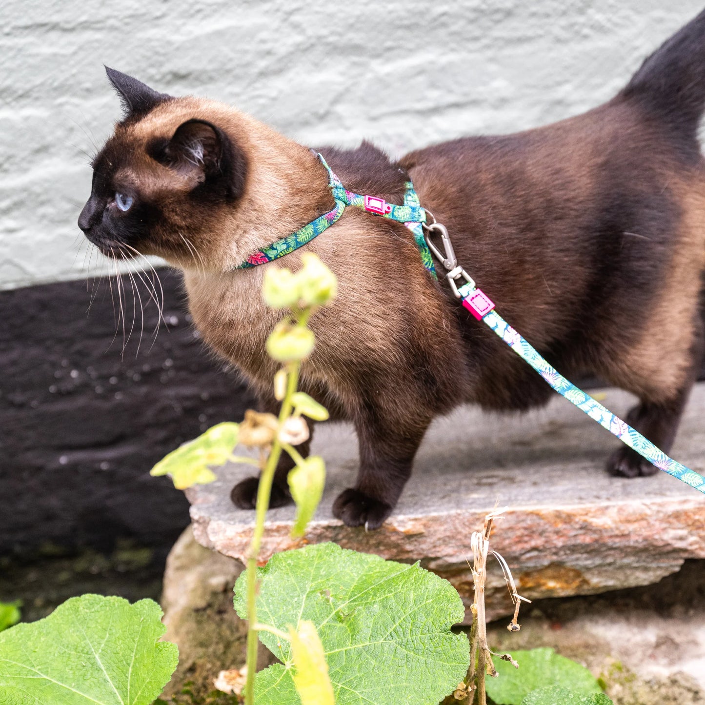 Neoprene Cat Harness with Leash - Strawberry Dream