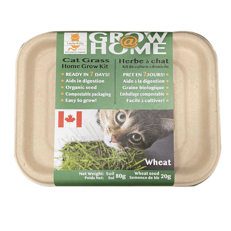 Grow At Home Cat Wheat Grass - Wiggles & Whiskers Pet SuppliesMy Store
