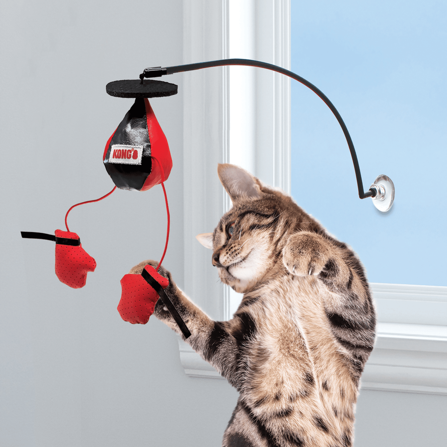 Kong Connects Window Boxing - Wiggles & Whiskers Pet SuppliesKane Pet Supplies