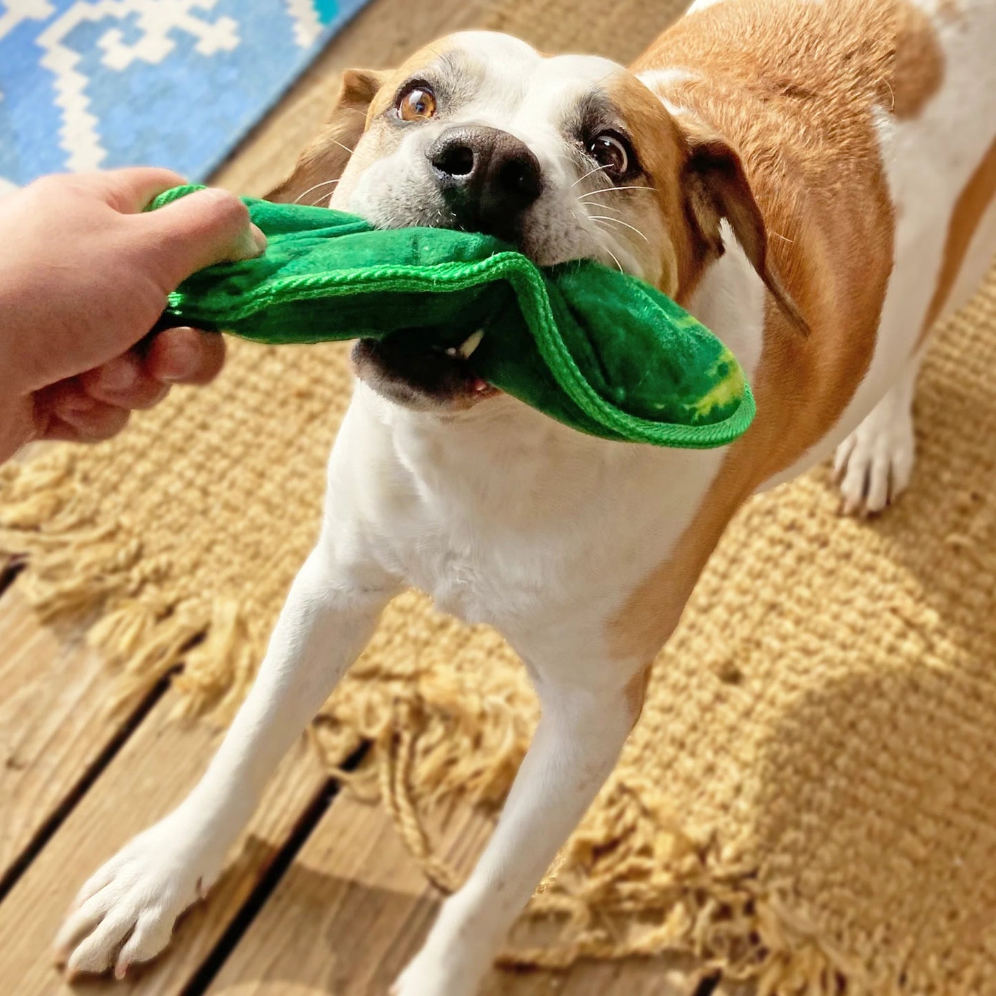Tuffer Chewer Refillable Dill Pickle Toy - Wiggles & Whiskers Pet SuppliesKane Pet Supplies